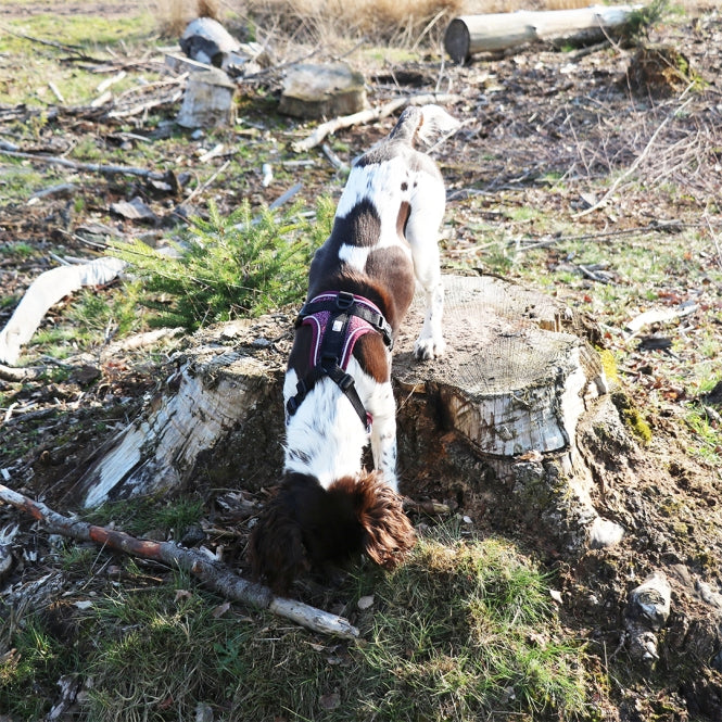 Duvoplus EXPLOR Ultimate Fit No-Pull-Geschirr - plum purple