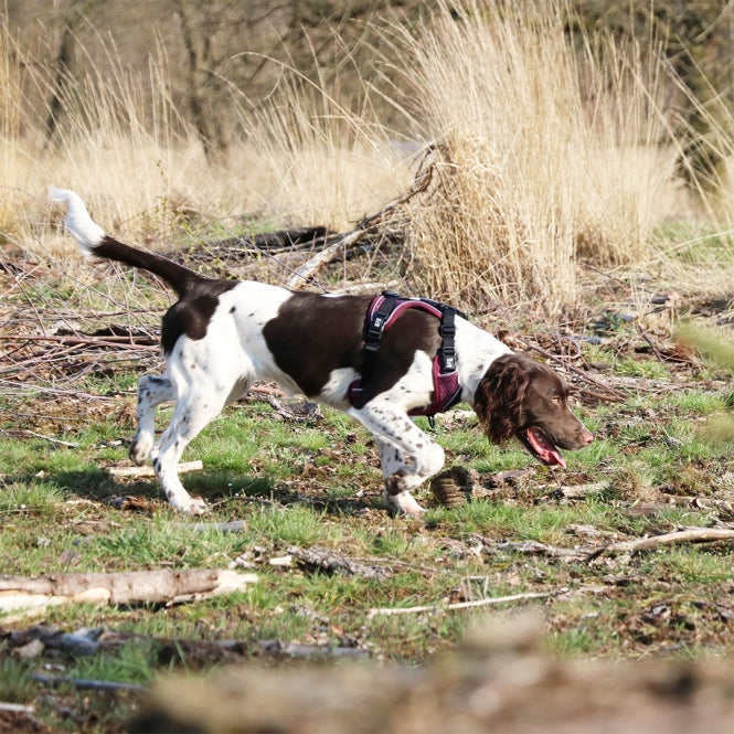 Duvoplus EXPLOR Ultimate Fit No-Pull-Geschirr - plum purple