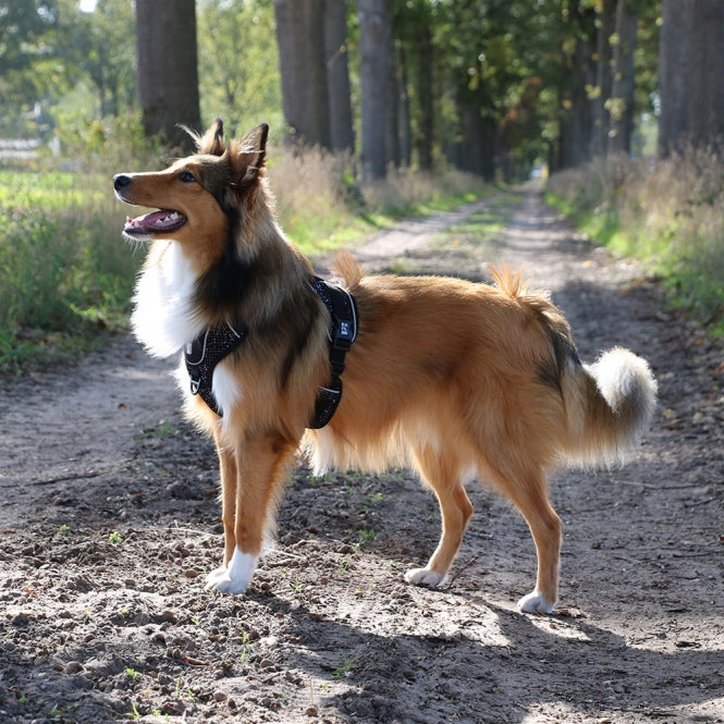 Duvoplus EXPLOR Ultimate Fit No-Pull-Geschirr - granite black