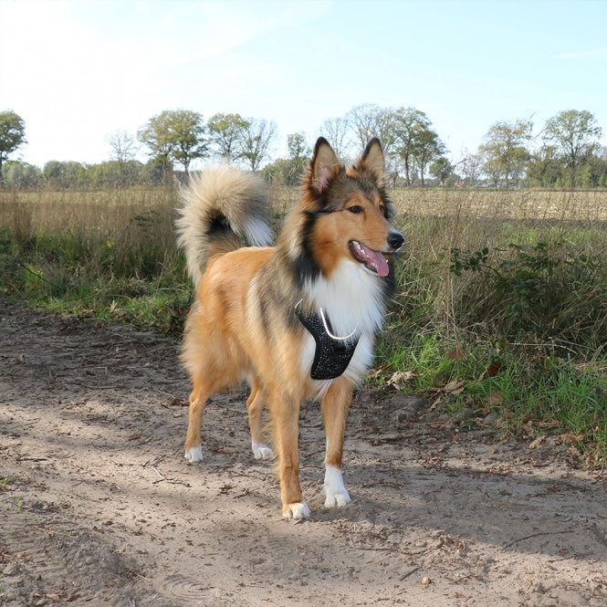 Duvoplus EXPLOR Ultimate Fit No-Pull-Geschirr - granite black