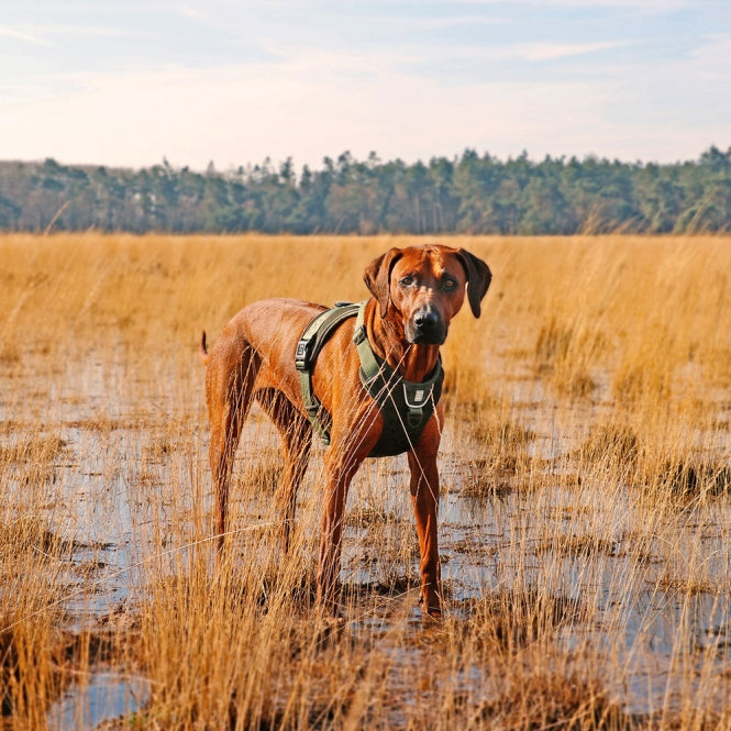 Duvoplus EXPLOR Ultimate Fit No-Pull-Geschirr - Undercover Green