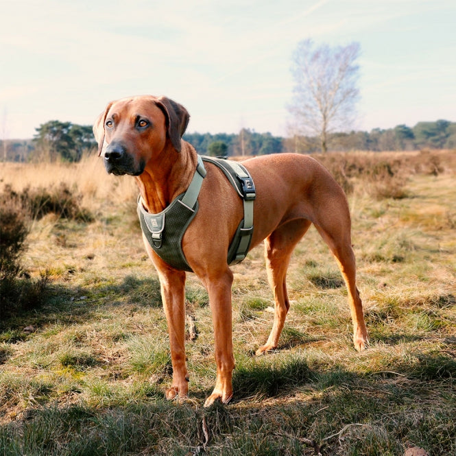 Duvoplus EXPLOR Ultimate Fit No-Pull-Geschirr - Undercover Green