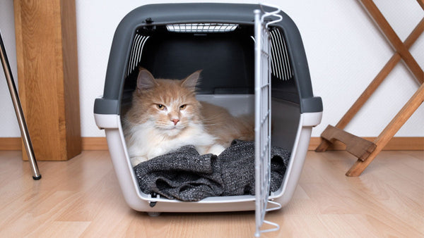 Katzentransport & Reise